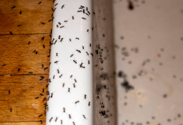 Best Commercial Pest Control Services  in Boonville, NC