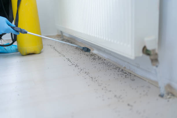 Best Cockroach Control Services  in Boonville, NC