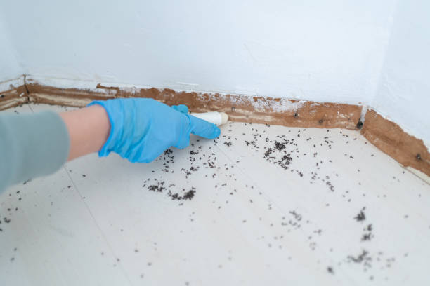Best Exterminator Services  in Boonville, NC